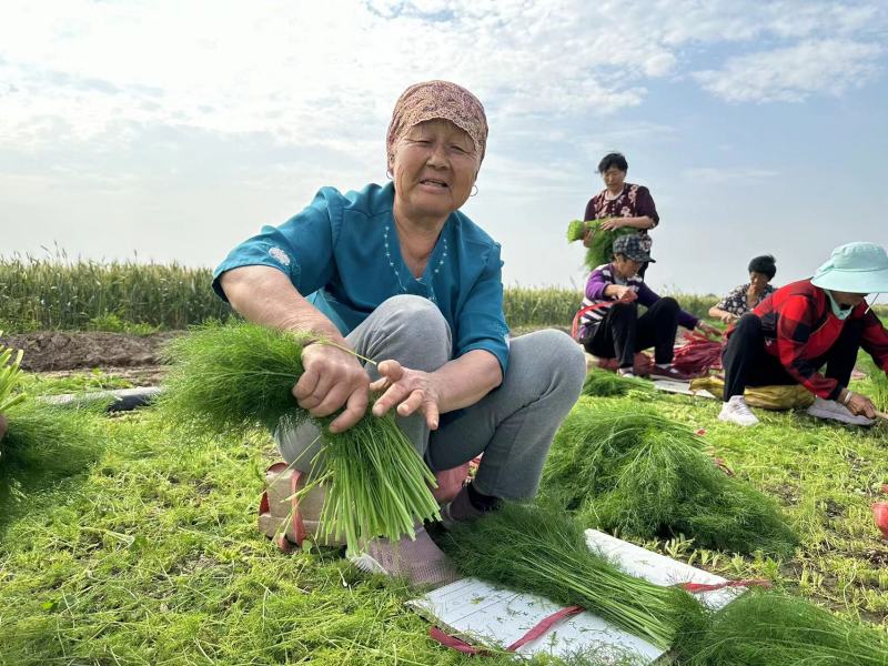 精品茴香现摘现发一手货源量大按要求分拣打包发全国