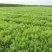 精品茴香现摘现发一手货源量大按要求分拣打包发全国