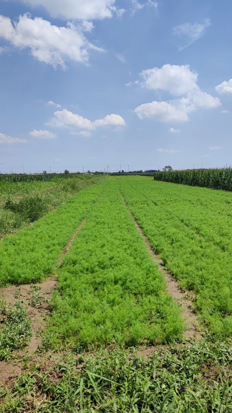 精品茴香现摘现发一手货源量大按要求分拣打包发全国