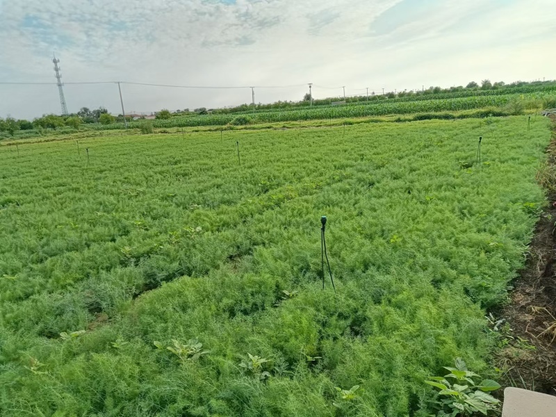 精品茴香现摘现发一手货源量大按要求分拣打包发全国