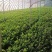 河北沧州茴香颜色翠绿鲜嫩冷库打冷耐运输承接加工餐饮批发
