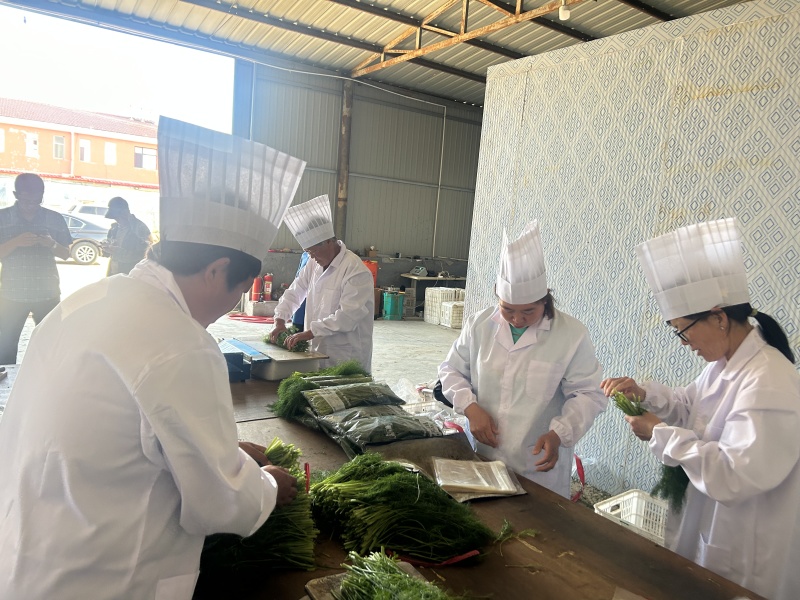 河北沧州茴香颜色翠绿鲜嫩冷库打冷耐运输承接加工餐饮批发