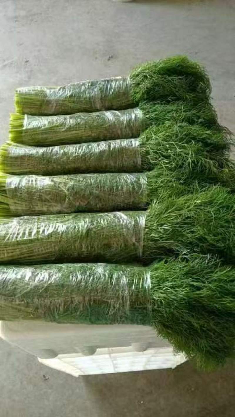 河北茴香有纸箱网袋泡沫箱托盘礼品盒可以打捆覆保鲜膜打冷