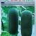 翡翠宝石水果节瓜种子早熟抗病墨绿水果小冬瓜种籽绿肉脆爽