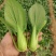 夏越青梗菜种子北京硕源绿梗窄帮青菜小油菜种籽耐热耐湿早熟
