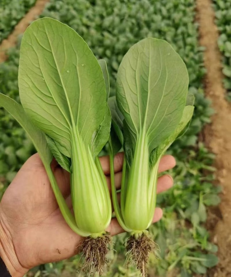 夏越青梗菜种子北京硕源绿梗窄帮青菜小油菜种籽耐热耐湿早熟