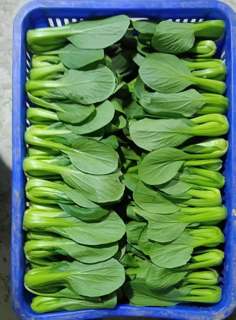 夏越青梗菜种子北京硕源绿梗窄帮青菜小油菜种籽耐热耐湿早熟