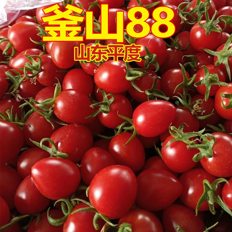 釜山88玲珑小番茄圣女果批发团购一件代发