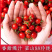 釜山88玲珑小番茄圣女果批发团购一件代发