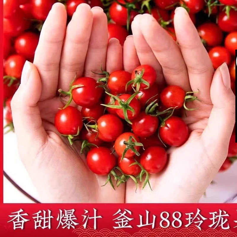 釜山88玲珑小番茄圣女果批发团购一件代发