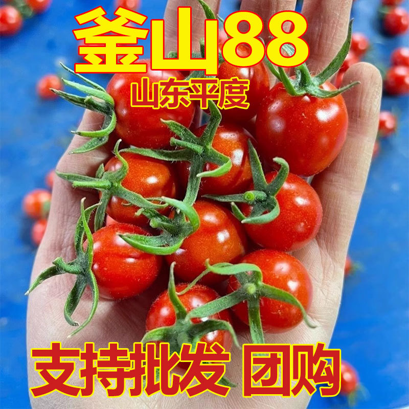 釜山88玲珑小番茄圣女果批发团购一件代发