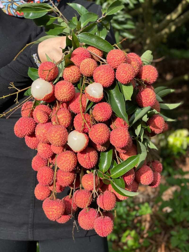 广西桂味荔枝一件代发产地直发一手货源对接各大电商平台