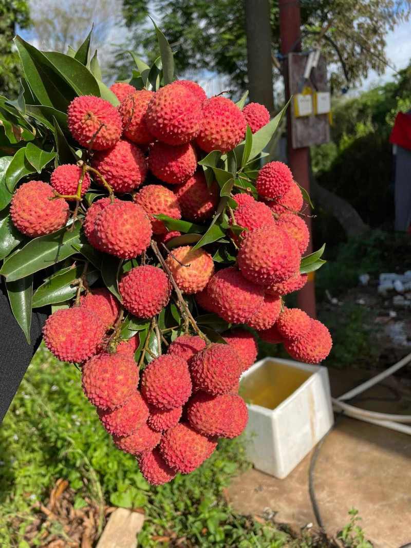 广西桂味荔枝一件代发产地直发一手货源对接各大电商平台