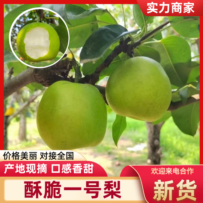 精品酥脆一号梨518梨口感脆甜供应全国发发市场电商