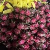 芯海农业的一亩田店铺