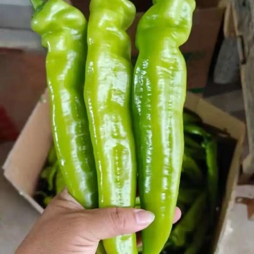 陕西辣椒产地精品尖椒全国发货保质保量