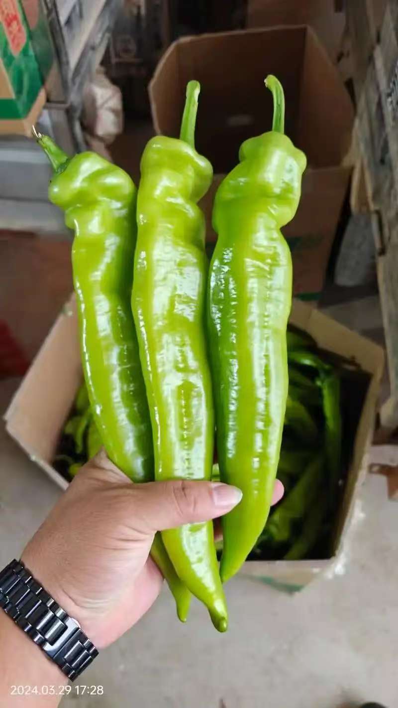 陕西辣椒产地精品尖椒全国发货保质保量