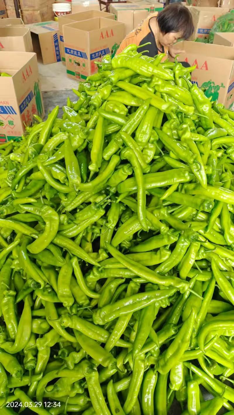 陕西辣椒产地精品尖椒全国发货保质保量