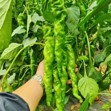 陕西辣椒精品螺丝椒基地一手货源可视频看货