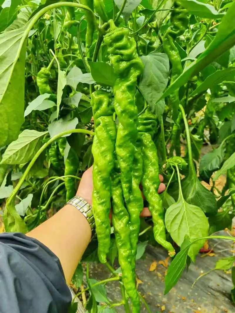 陕西辣椒精品螺丝椒基地一手货源可视频看货