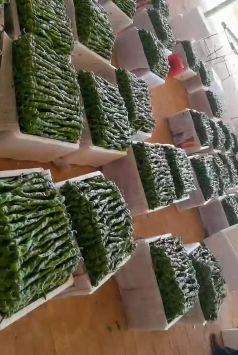 陕西辣椒精品螺丝椒基地一手货源可视频看货