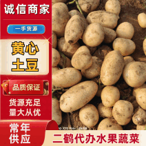 土豆，黄心土豆，超九土豆产地供应一条龙服务让您无后顾之忧