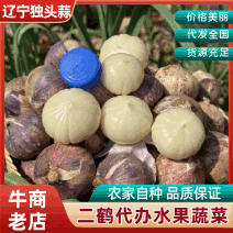 【精选】大蒜，四六辦，独头蒜绥中县地区！大量货源！产地直发！