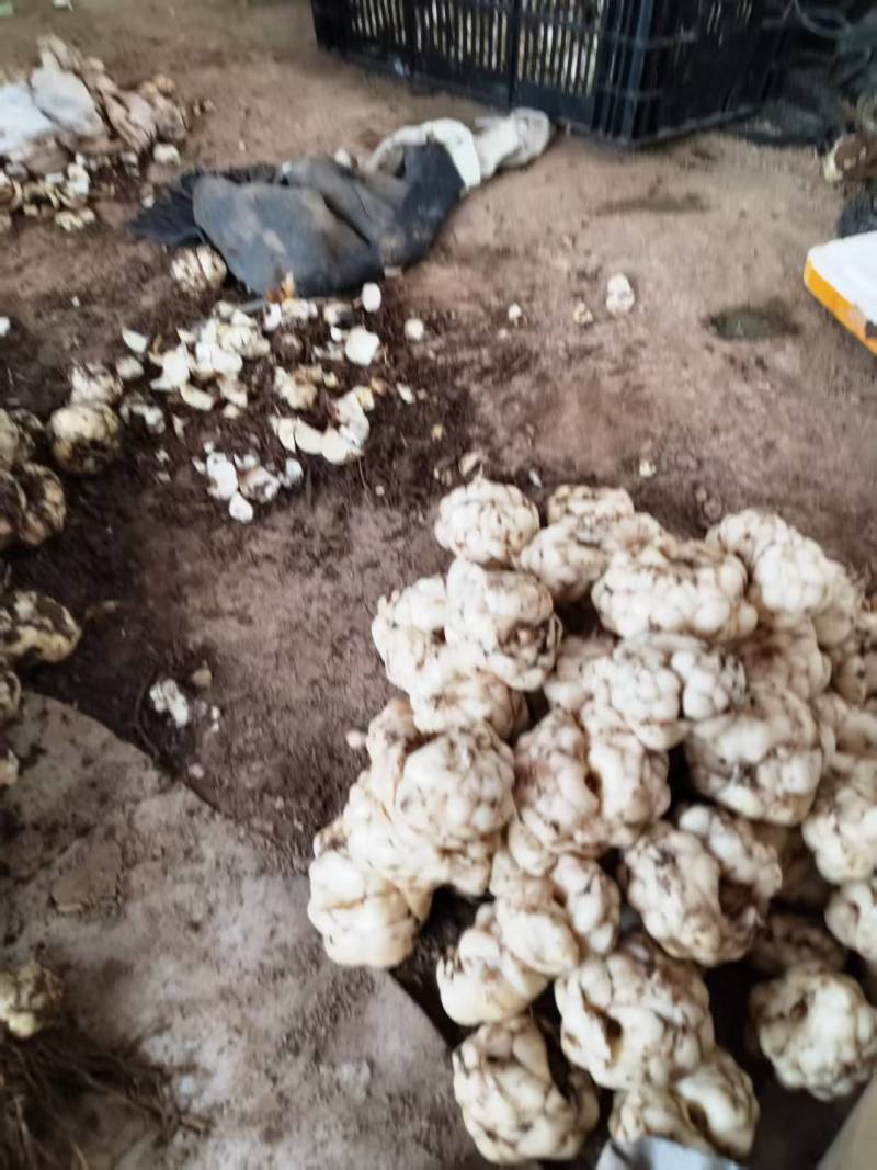 云南腾冲百合支持拿样价格美丽，品质保证