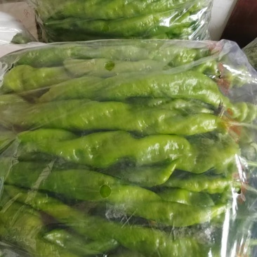 螺丝椒精挑细选精品货冷库打冷耐储存运输全国接单提供包装