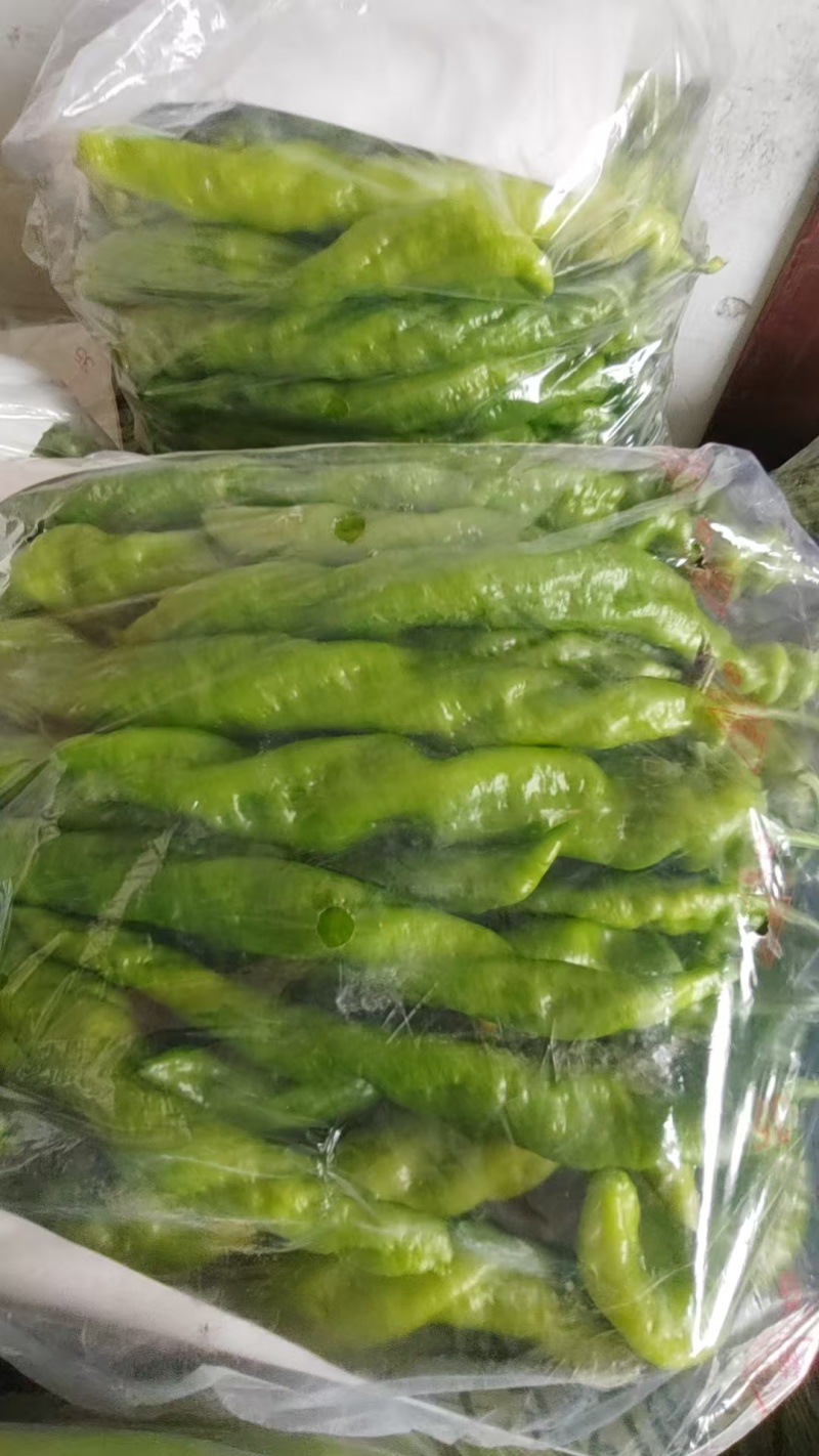 螺丝椒精挑细选精品货冷库打冷耐储存运输全国接单提供包装