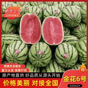 【实力优选】陕西金花6号西瓜/金花6号西瓜/金城5号/糖度高