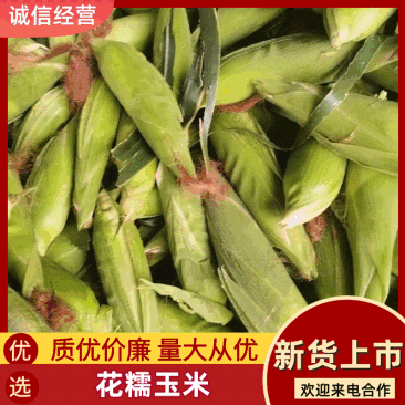 苏北万亩蔬菜基地，花糯玉米大量供货服务周到欢迎选购
