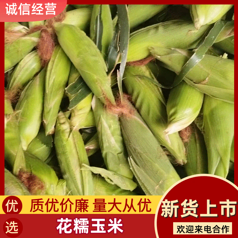 苏北万亩蔬菜基地，花糯玉米大量供货服务周到欢迎选购