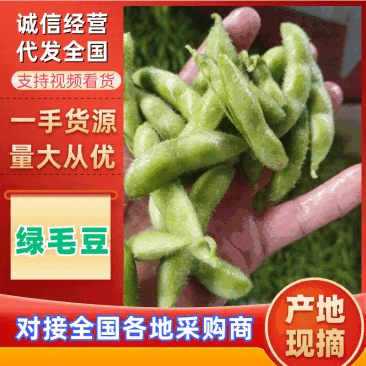 苏北万亩蔬菜基地毛豆大量上市中，产地直发量大从优欢迎选购