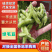 苏北万亩蔬菜基地毛豆大量上市中，产地直发量大从优欢迎选购
