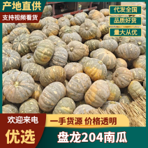 204南瓜盘龙南瓜基地直发量大从优欢迎来电咨询