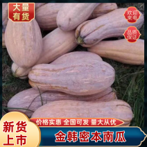 金韩密本南瓜湖北南瓜基地直发量大从优欢迎来电咨询