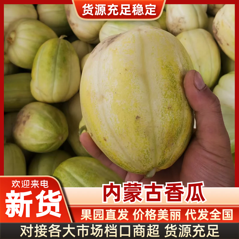 【量大从优】内蒙古香瓜大量上市一手货源欢迎实地考察