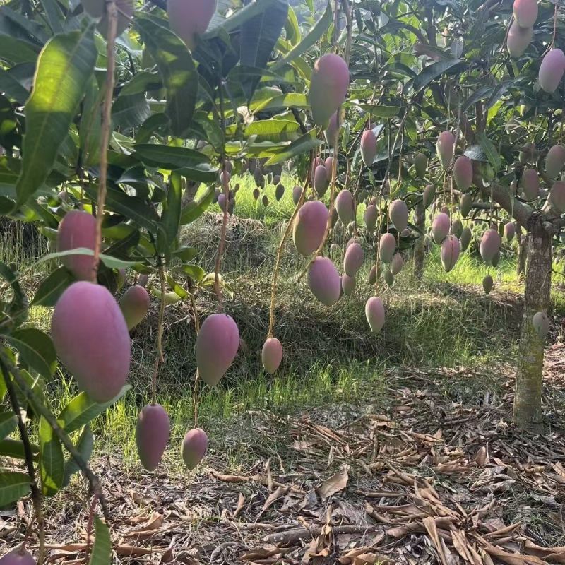 广西百色精品贵妃芒产地一手货源直发价格优惠一件代发电商
