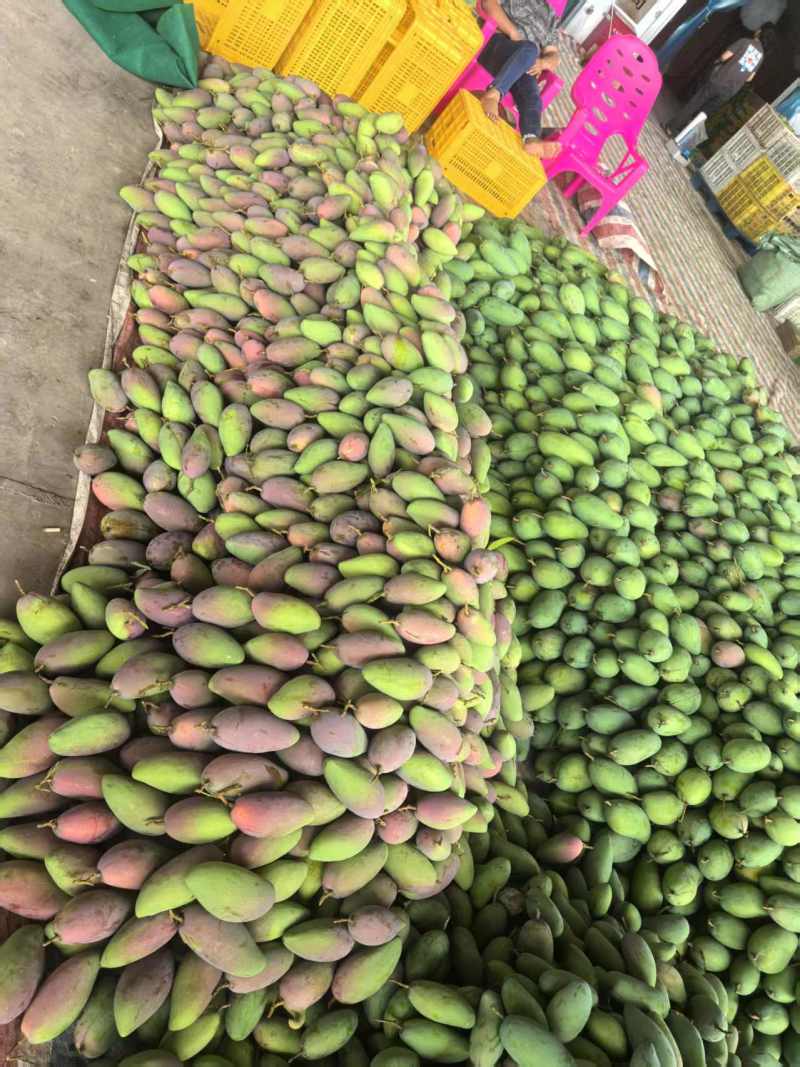 广西百色精品贵妃芒产地一手货源直发价格优惠一件代发电商