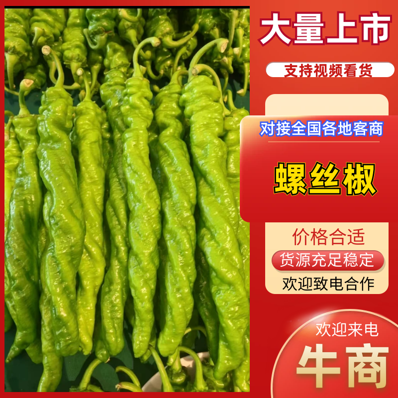 螺丝椒山西辣椒产地直发品质保障对接全国商超市场等