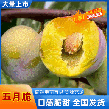 四川精品五月脆!大量现货!一件代发!对接各大电商平台!