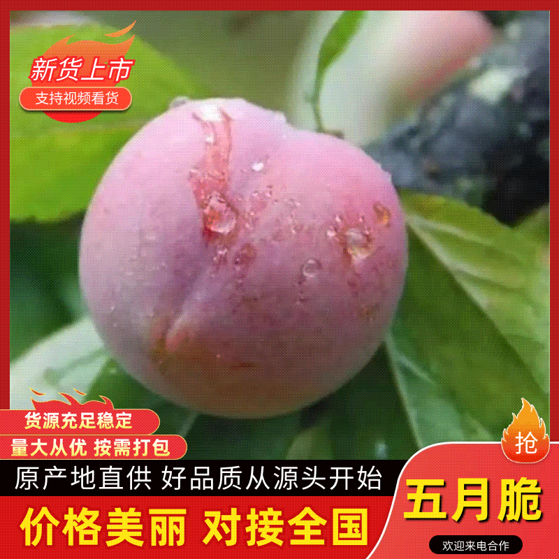 四川清脆脱骨李五月脆专业对接抖音快手淘宝京东一件代发