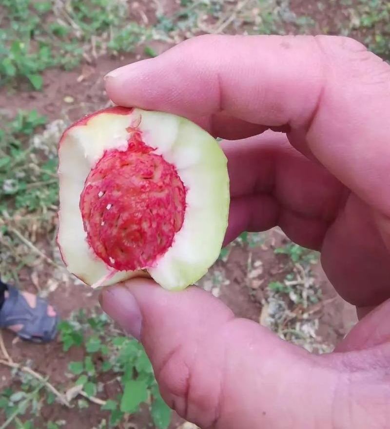 珍珠枣油桃大量上市/颜色漂亮果形好看/产地直发/整车发货