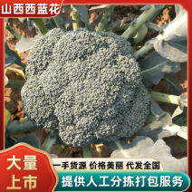 山西西兰花/一手货源诚信经营产地代办代销欢迎来电