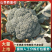 山西西兰花/一手货源诚信经营产地代办代销欢迎来电