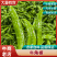 【精品】牛角椒山西应县新鲜辣椒尖椒产地直供量大质优