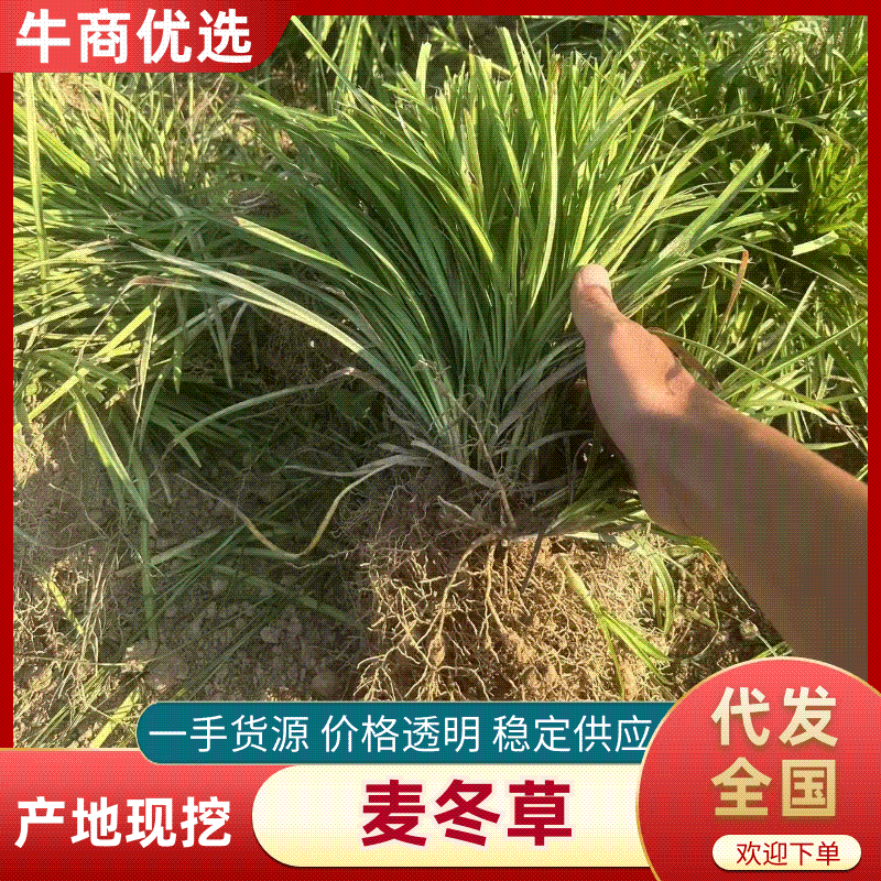 中细叶麦冬草基地直销量大质优价格优惠欢迎咨询采购