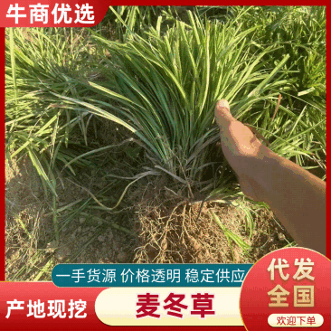 麦冬草无硫本色麦冬带心麦冬可搭配玉竹北沙参四季滋补麦冬批发