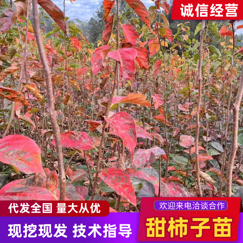 【优选商家】精品甜柿子苗/潼南甜脆柿子苗/安岳柿子苗树苗